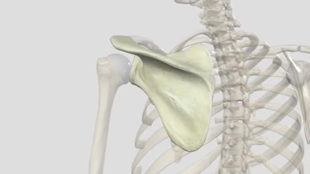 Scapula Flat Triangular Shaped Bone Colloquially Shoulder Blade — Stock Video