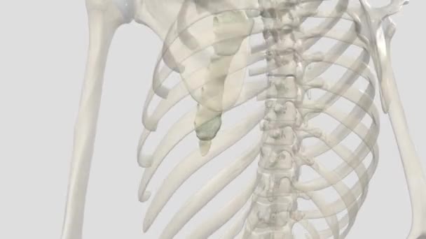 Sternum Breastbone Flat Bone Located Anterior Aspect Thorax — стоковое видео