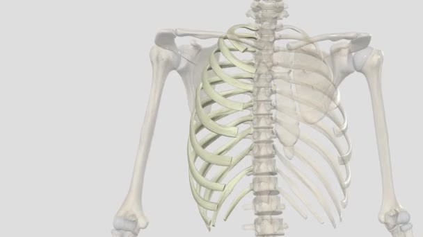 肋骨はトラシックキャビティの骨組みです — ストック動画