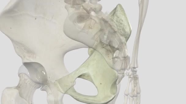 Kalça Eklemi Uyluk Kemiğiyle Asetabulum Arasındaki Eklem Noktasıdır — Stok video