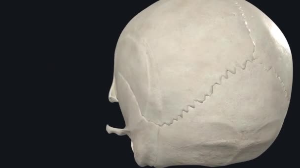 全骨複合体としての神経細胞 脳を取り巻く頭蓋骨の異なる見解を示す複数のインタラクティブな高品質の写真を見る — ストック動画