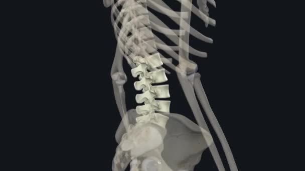 Bel Omurları Insan Anatomisinde Göğüs Kafesi Ile Leğen Kemiği Arasındaki — Stok video