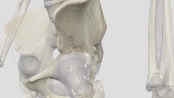 神聖な関節は骨盤と背骨を結びつける — ストック動画