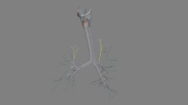 Apik segmental bronşlar bronşların arka tarafındaki en üstün bronşlardır. .