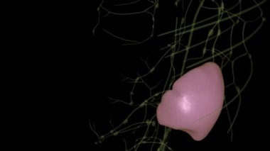 Dalak, sol göğüs kafesinin hemen üstünde bulunan küçük bir organdır..