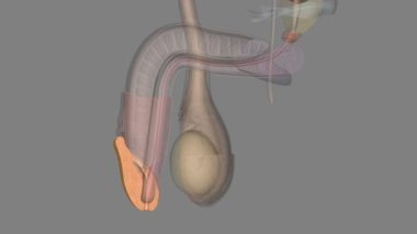 In male human anatomy, the glans penis, commonly referred to as the glans is the bulbous structure at the distal .