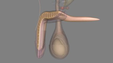 The corpus cavernosum is the erectile tissue of your penis .