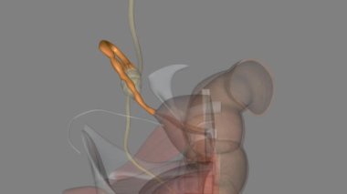 Yumurtalıklar ya da fallop tüpleri olarak da bilinen rahim tüpleri, yumurtayı yumurtalıktan uterusa taşıyan kadın yapılarıdır.