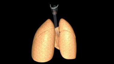 Akciğerin işlevi alveoller tarafından gerçekleştirilen oksijeni havadan kana ulaştırmaktır..