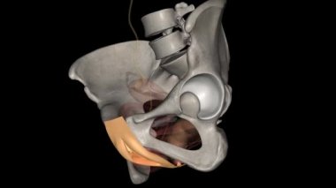 Vulva, dış kadın cinsel organlarından oluşur. .