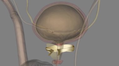Puboprostatik bağlar kasık kemiğine karşı prostatı tutar ve sabitler. .