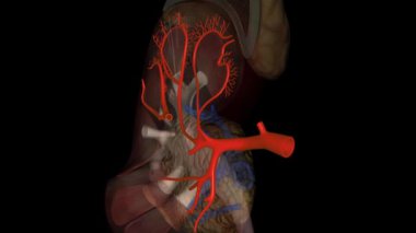 Böbrek atardamarları, kalbinizden böbreklerinize kan taşıyan büyük kan damarlarıdır. .