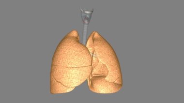 Akciğerin işlevi alveoller tarafından gerçekleştirilen oksijeni havadan kana ulaştırmaktır..