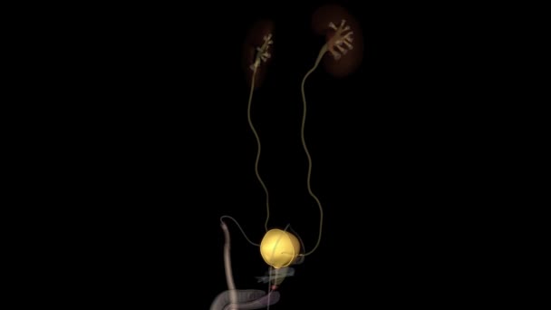 尿管膀胱の内側のライニングは 尿中にそれと連続している遷移エピトリウムの粘膜です — ストック動画