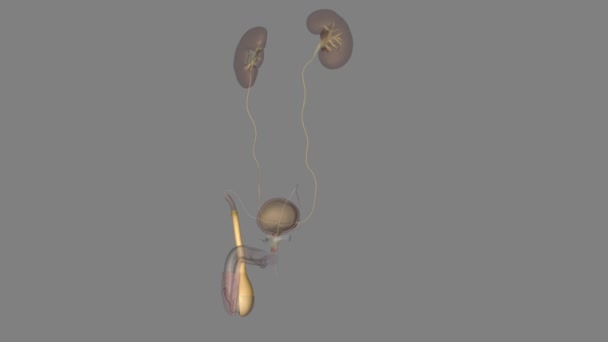 Vnější Spermatická Fascie Vzniká Aponeurózy Vnějšího Šikmého Svalu — Stock video