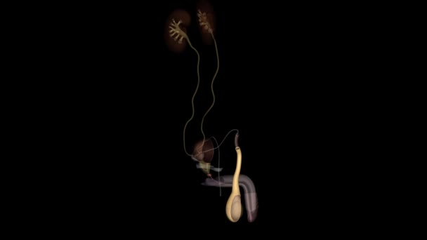 Yttre Spermatisk Fascia Uppstår Från Aponeurosis Den Yttre Sneda Muskeln — Stockvideo