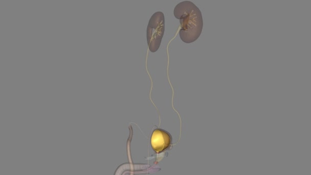 Inner Lining Urinary Bladder Mucous Membrane Transitional Epithelium Continuous Ureters — Stock Video