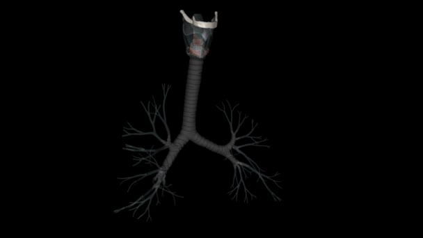 气管是连接喉 和支气管的长管 — 图库视频影像