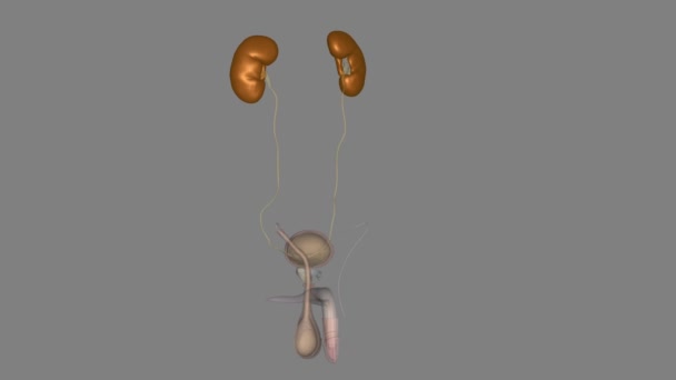 腎臓は2つの豆型の臓器で それぞれが拳の大きさについて — ストック動画