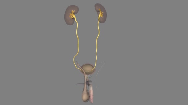 Ureters Zijn Buizen Gemaakt Van Gladde Spieren Die Urine Voortstuwen — Stockvideo