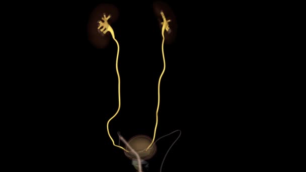 尿器は腎臓から尿を排尿膀胱に促進する滑らかな筋肉から成っている管です — ストック動画