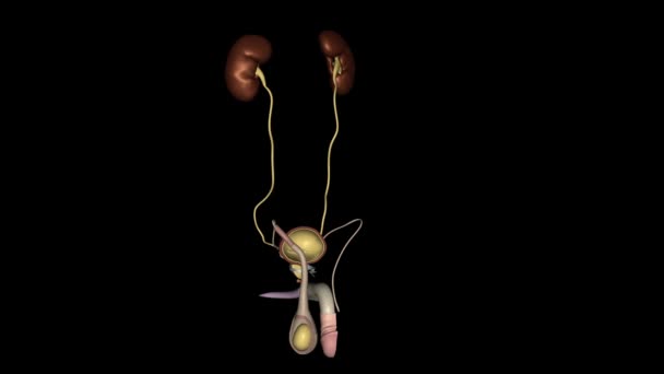 Het Urogenitale Systeem Verantwoordelijk Voor Vorming Opslag Eliminatie Van Urine — Stockvideo