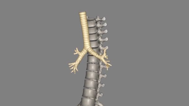 在脊椎动物和无脊椎动物中 一种输送空气的管子或管子系统 — 图库视频影像