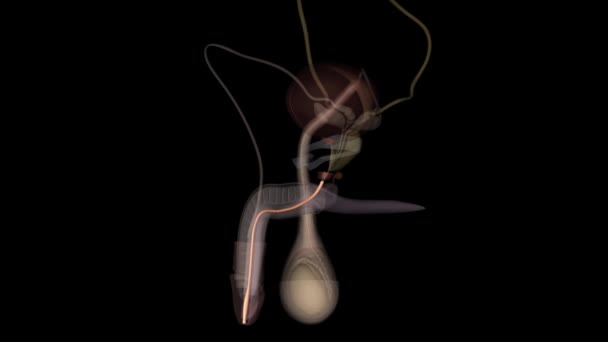 Spongy Urethra Longest Part Male Urethra Contained Corpus Spongiosum Penis — Stock video