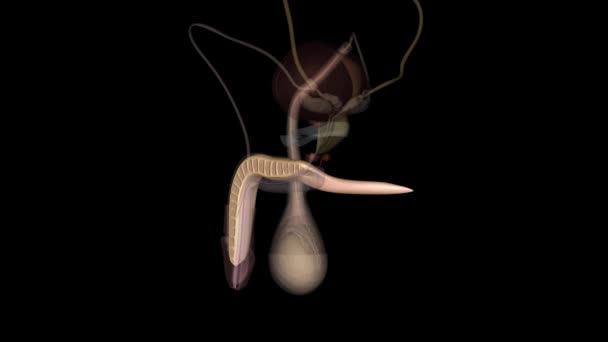 Corpus Cavernosum Erectile Tissue Your Penis — Stok video