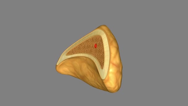 肾上腺上腺体3D — 图库视频影像