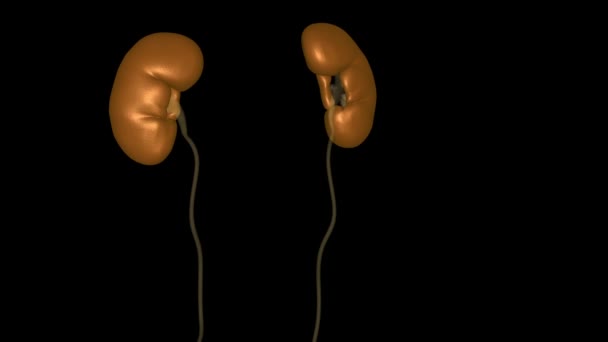 Njurarna Två Bönformade Organ Var Och Ungefär Lika Stor Som — Stockvideo