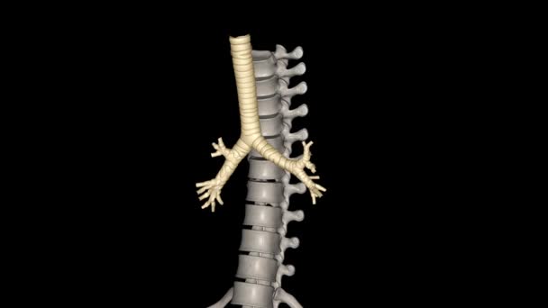 在脊椎动物和无脊椎动物中 一种输送空气的管子或管子系统 — 图库视频影像