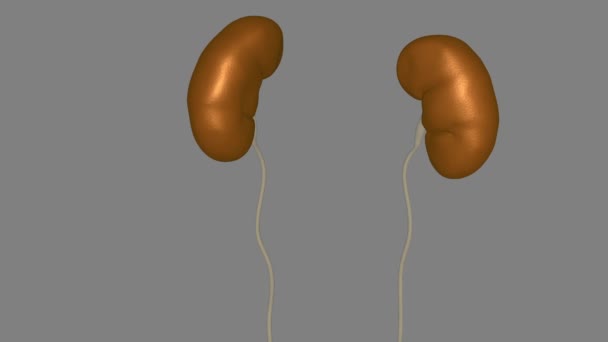 腎臓は血液を濾過する2つの豆型の臓器です 腎臓は排尿器系の一部です — ストック動画