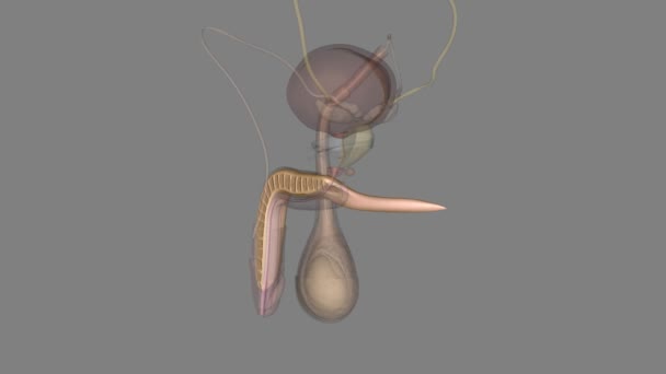 Corpus Cavernosum Erectile Tissue Your Penis — Wideo stockowe