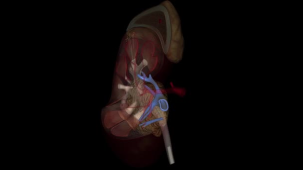 肾循环中的肾静脉是大口径静脉 将血液从肾滤过进入下腔静脉 — 图库视频影像