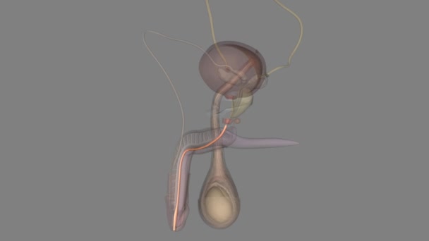 Spongy Urethra Longest Part Male Urethra Contained Corpus Spongiosum Penis — Αρχείο Βίντεο