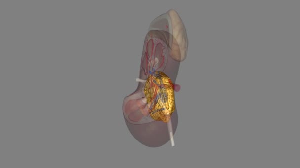 脂肪肾窦会使肾窦炎加重 — 图库视频影像