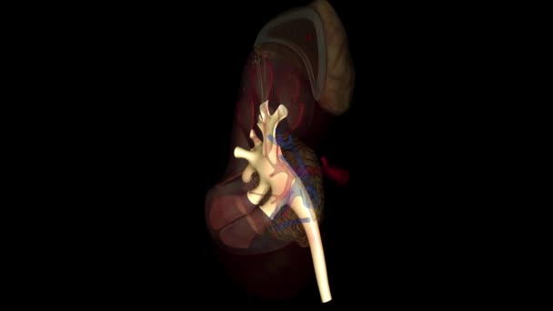 肾盂是一个大的腔 在尿液产生时收集尿液 — 图库视频影像