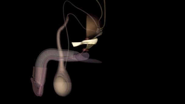 Ligamen Puboprostatik Menahan Dan Menstabilkan Prostat Terhadap Tulang Kemaluan — Stok Video