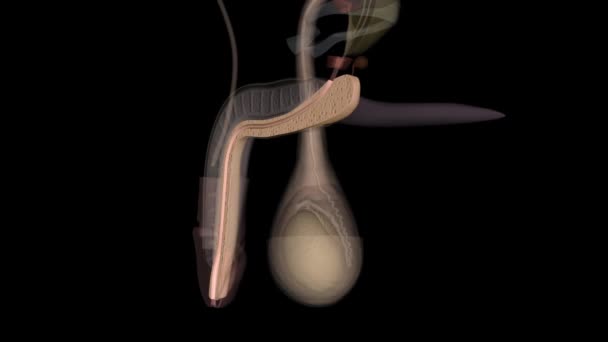 Het Corpus Spongiosum Omringt Urethra — Stockvideo