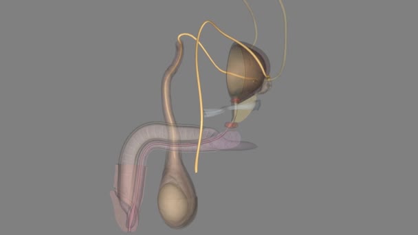 ダクトスはまた 血管デファレンと呼ばれる 疫学から精子細胞を運ぶ男性の生殖システムの厚い壁の管を分泌する — ストック動画