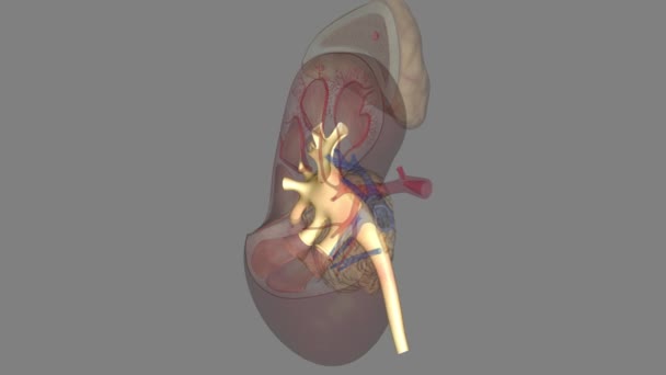 肾盂是一个大的腔 在尿液产生时收集尿液 — 图库视频影像
