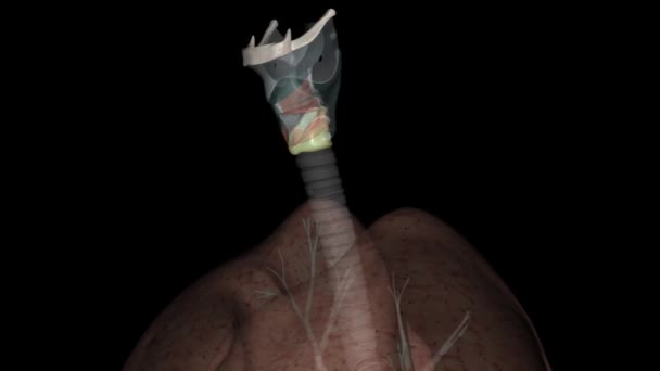 Het Cricoïde Kraakbeen Een Hyalinekraakbeenring Die Luchtpijp Volledig Omcirkelt Onderste — Stockvideo