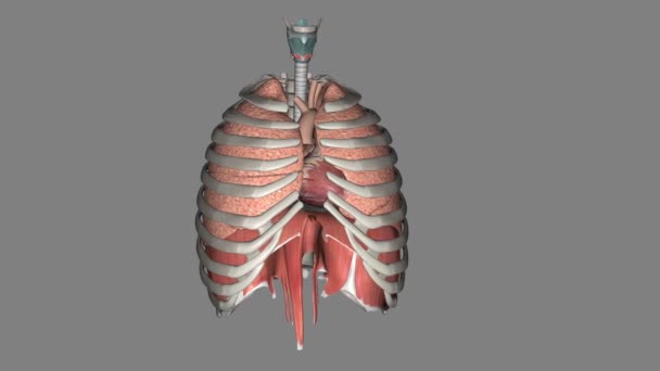 Plămânii Ajută Respirați Consumați Oxigen — Videoclip de stoc