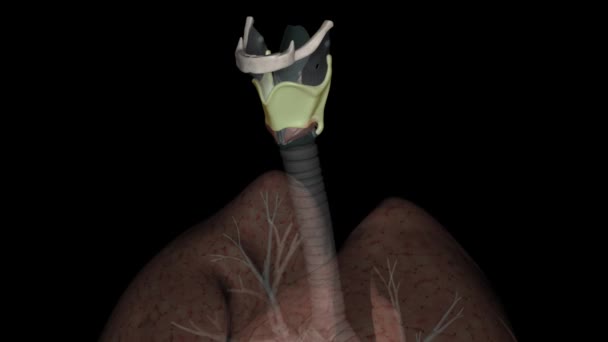 Het Schildklierkraakbeen Het Grootste Kraakbeen Van Het Strottenhoofd Bestaat Uit — Stockvideo