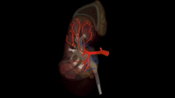 肾动脉是将血液从心脏输送到肾的大血管 — 图库视频影像