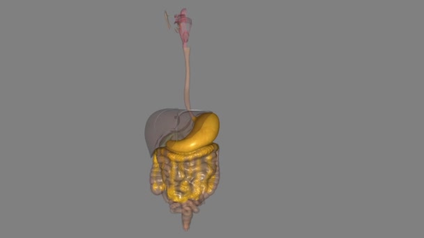 胃是主要的消化器官 也是向十二指肠输送食物的重要步骤 — 图库视频影像