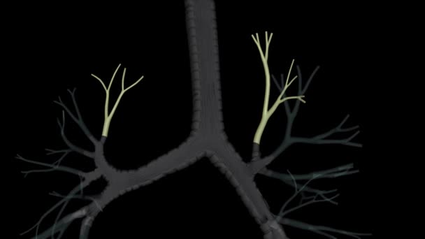 Апікальний Сегментарний Бронх Найвищим Бронхом Заднього Аспекту Бронхіального Дерева — стокове відео