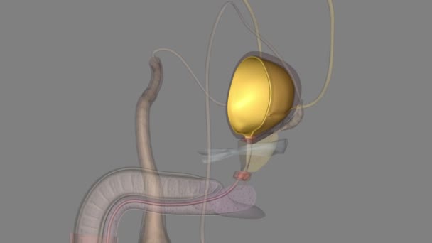 尿管膀胱の内側のライニングは 尿中にそれと連続している遷移エピトリウムの粘膜です — ストック動画