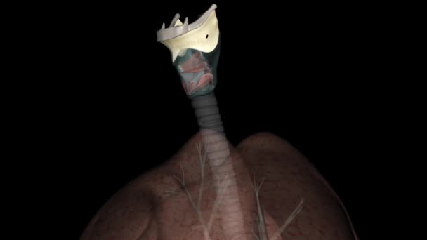 Schildkliermembraan Verbindt Het Schildklierkraakbeen Met Het Tongbeen Vergemakkelijkt Superieure Beweging — Stockvideo